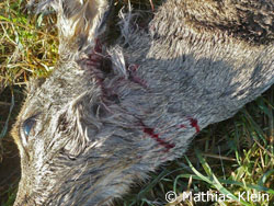 totes Reh mit Kehlbiss (Foto: Mathias Klein)