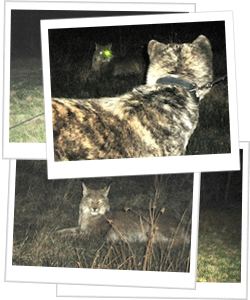 Fotos vom Luchs im Schwalm-Eder-Kreis (Fotos: Gerhard Meyer)