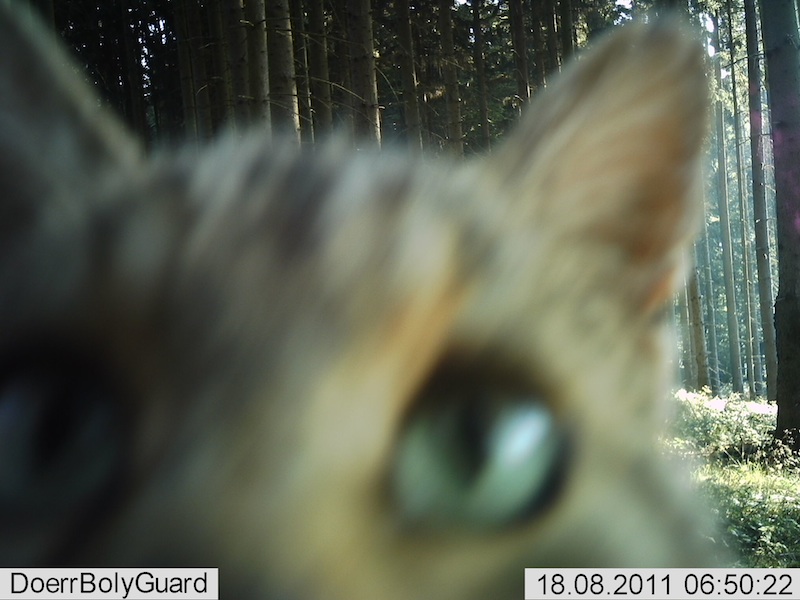Wildkatze ist direkt an der Fotofalle