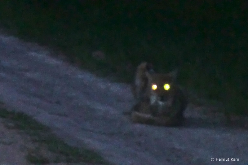 Luchs im Vogelsbergkreis (Foto: Helmut Karn)