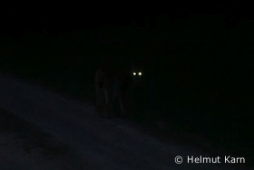 Luchs im Vogelsbergkreis (Foto: Helmut Karn)
