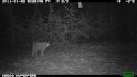Luchs-Aufnahme im Rahmen des Flächenmonitoring in Nordhessen