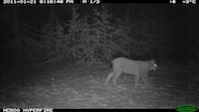 Luchs-Aufnahme im Rahmen des Flächenmonitoring in Nordhessen