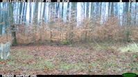Luchs-Aufnahme im Rahmen des Flächenmonitoring in Nordhessen