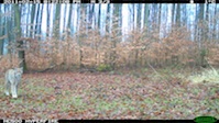 Luchs-Aufnahme im Rahmen des Flächenmonitoring in Nordhessen