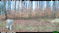 Luchs-Aufnahme im Rahmen des Flächenmonitoring in Nordhessen