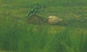 Luchs am Riss (Foto: Ullrich Goetjes)