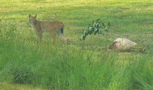 Luchs entfernt sich von Reh-Riss (Foto: Ullrich Goetjes)