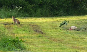 Luchs sitzt auf der Wiese (Foto: Ullrich Goetjes)