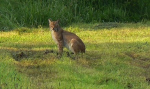 Ein Luchs in Hessen sitzt auf der Wiese (Foto: Ullrich Goetjes)