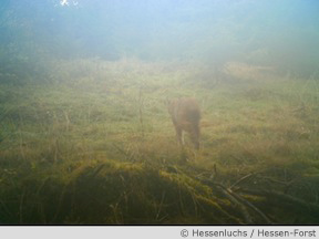Luchsnachweis am Tag mit Fotofalle im Werra-Meißner-Kreis (AK Hessenluchs / Hessen-Forst)