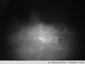 Luchsnachweis in der Nacht mit Fotofalle im Werra-Meißner-Kreis (AK Hessenluchs / Hessen-Forst)