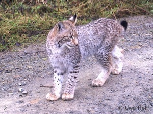 Jungluchs bei Söhrewald (Foto: Uwe Holl)