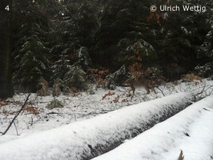 Luchsgruppe bei Melsungen (Foto: Ulrich Wettig)