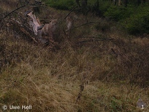 Luchsgruppe bei Söhrewald (Foto: Uwe Holl)