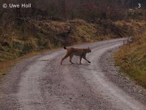 Luchsin bei Söhrewald (Foto: Uwe Holl)