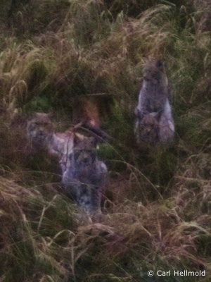 Luchsgruppe im Kaufunger Wald (Foto: Carl Hellmold)