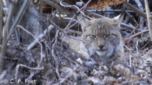 Luchs bei Körle (Foto: Christian Peter Foet)