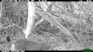 Luchs bei Körle in der Fotofalle