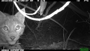 anderer Luchs bei Körle in der Fotofalle