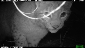 anderer Luchs bei Körle in der Fotofalle