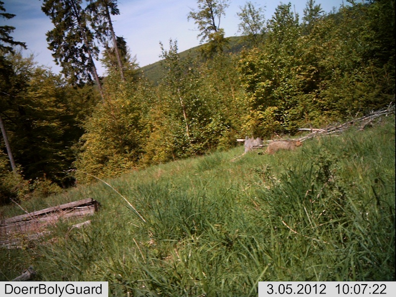Wildkatze zieht an Fotofalle bei blauem Himmel bei Wickersrode vorbei