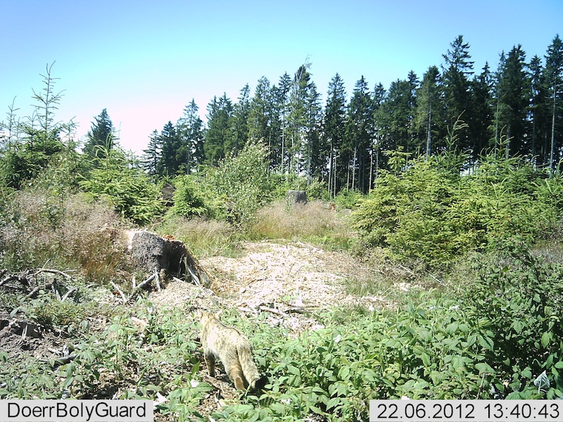 20120622-Wildkatze-in-Fotofalle-im-Kaufunger-Wald.jpg