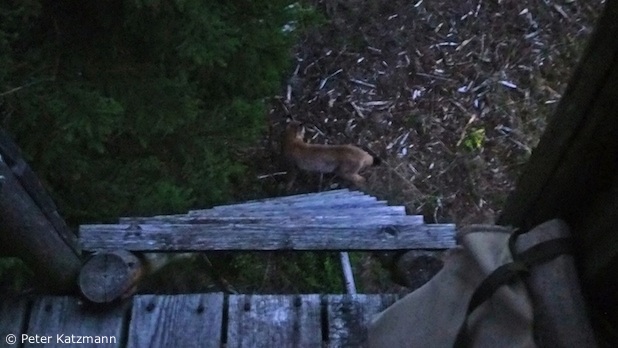 Luchs-Jungtier am Hochsitz (Foto: Peter Katzmann)