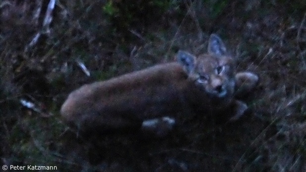 Luchs-Jungtier schaut nach oben (Foto: Peter Katzmann)