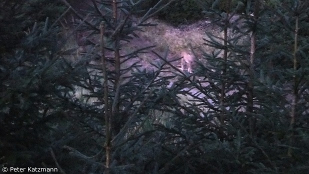 Luchsin zwischen Fichten (Foto: Peter Katzmann)