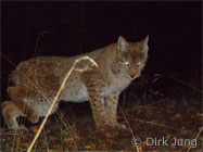 Luchs setzt sich hin (Foto: Dirk Jung)