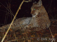 Luchs liegt in naher Entfernung (Foto: Dirk Jung)