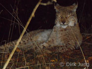 Luchs dreht Kopf in Kamera (Foto: Dirk Jung)