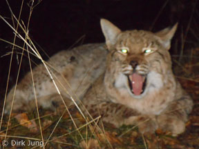Luchs liegt und gähnt (Foto: Dirk Jung)