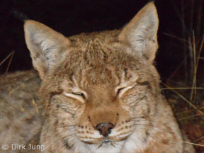 Luchs-Portrait (Foto: Dirk Jung)
