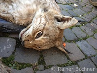 Luchs mit Ohrenmarke (Foto: Rainer Büchner)