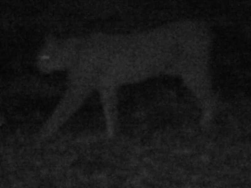 Luchs in Fotofalle im Landkreis Hersfeld-Rotenburg