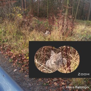 Jungluchs bei Melsungen (Foto: Klaus Biesinger)
