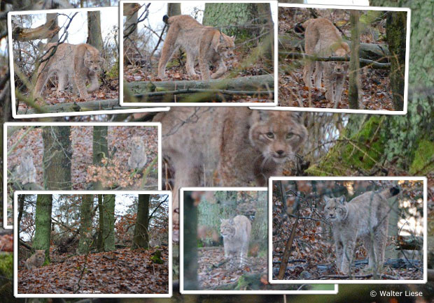 Zusammenstellung von Tieren in der Fotofalle am Tag