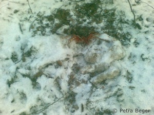 Luchs-Totfund bei Guxhagen (Foto: Petra Beger)