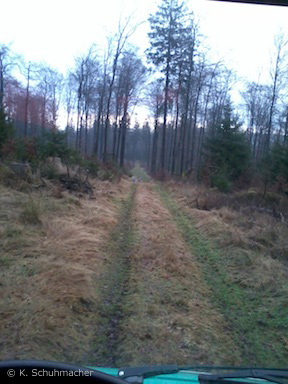 Luchsgruppe im Werra-Meißner-Kreis (Handy-Foto: Klaus Schumacher)