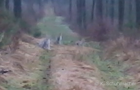 Luchsgruppe im Werra-Meißner-Kreis (Handy-Foto: Klaus Schumacher)