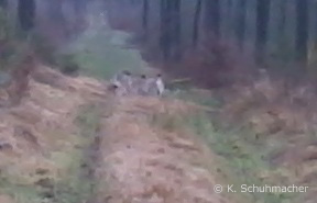 Luchsgruppe im Werra-Meißner-Kreis (Handy-Foto: Klaus Schumacher)