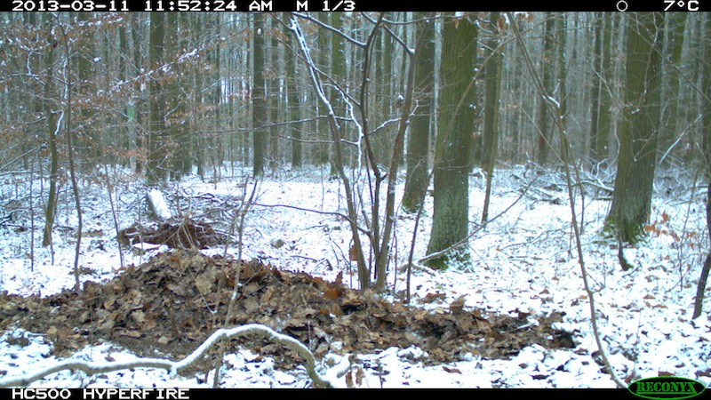 Luchs bei Melsungen (Foto: Christian Leifert)