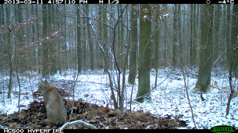 Fotofallenaufnahme Luchs am verblendeten Riss, Nahe Melsungen (11.03.2013)
