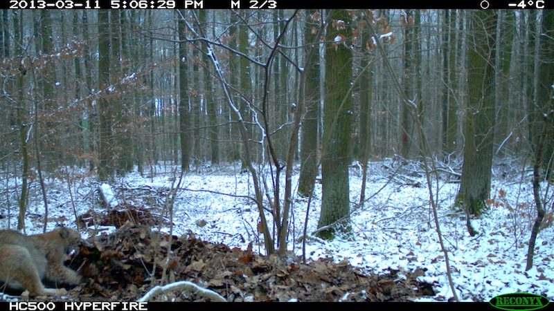 Fotofallenaufnahme Luchs am verblendeten Riss, Nahe Melsungen (11.03.2013)
