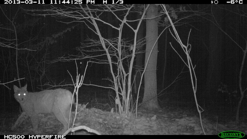 Fotofallenaufnahme Luchs am verblendeten Riss, Nahe Melsungen (11.03.2013, Nachts)