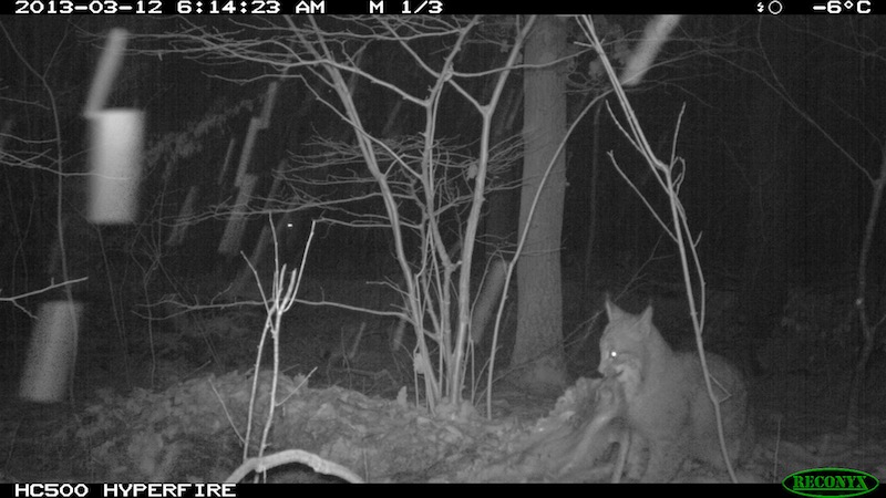 Fotofallenaufnahme Luchs mit seinem Riss, Nahe Melsungen (12.03.2013, Nachts)