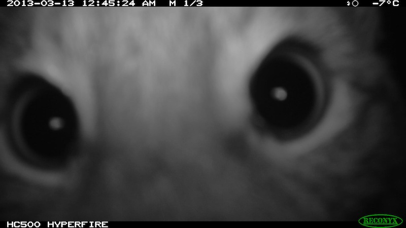 Fotofallenaufnahme Luchsaugen vor der Linse, Nahe Melsungen (13.03.2013, Nachts)