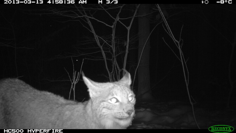 Fotofallenaufnahme Luchs, Nahe Melsungen (13.03.2013, Nachts)